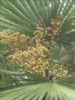 Saw Palmetto Extract (Kimochiga-Ii/At/Hotmail.Com)